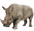 Rinoceronte ##STADE## - manto 52