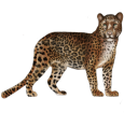 Leopardo ##STADE## - manto 46